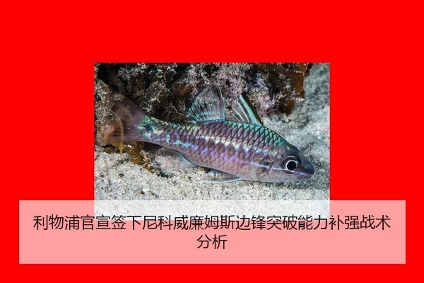 利物浦官宣签下尼科威廉姆斯边锋突破能力补强战术分析